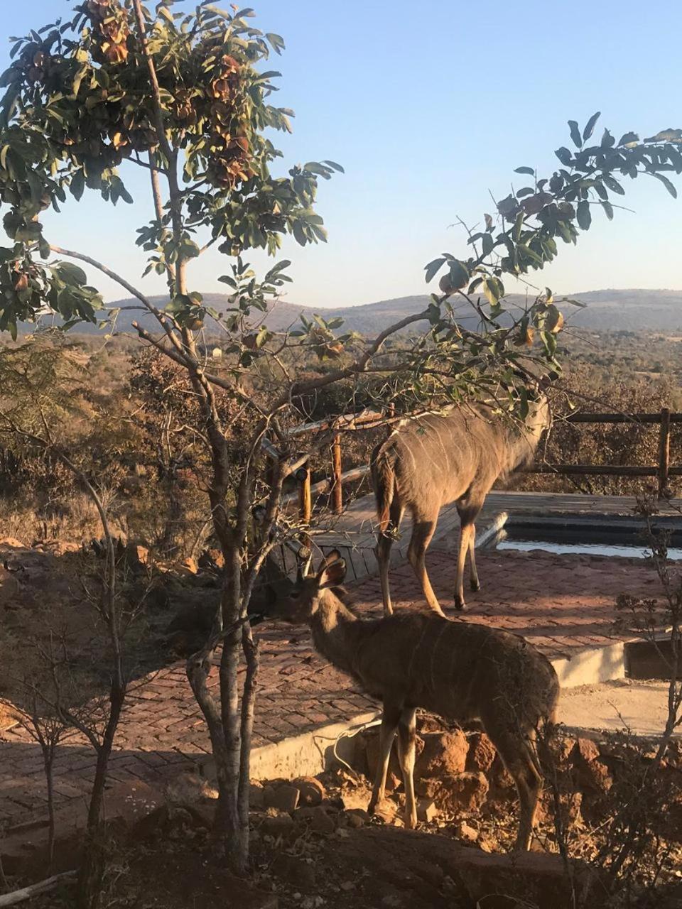 Lodge Twentyfour Mabalingwe Nature Reserve Bela-Bela Buitenkant foto